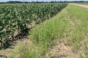 Farming Co-Op in Louisiana