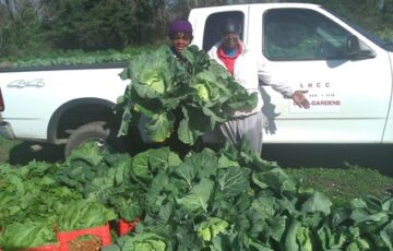 Orphe Creole Farms planted and harvested a 3-acre community garden of cabbages, collardgreens, mustard greens and okra to help provide fresh produce to local nonprofit’s food pantries.
