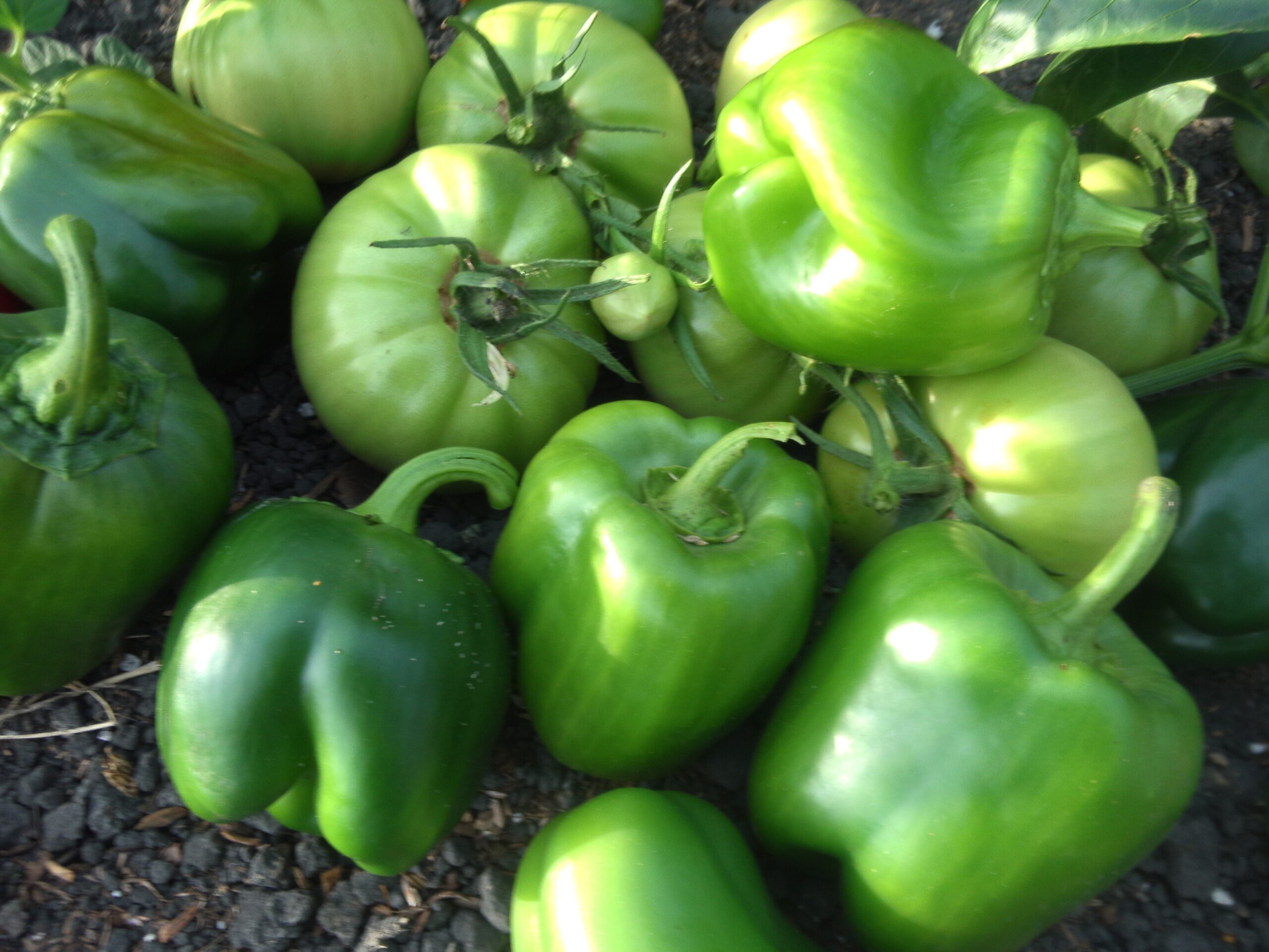 WE USE ORGANIC FARMING TECHNIQUES TO REDUCE POLLUTION FOR HAPPY PLANTS.