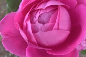 UNADJUSTEDNONRAW_thumb_10f6