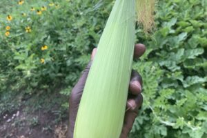 UNADJUSTEDNONRAW_thumb_1135