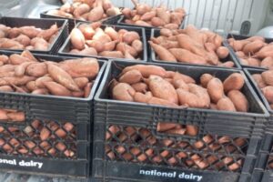 UNADJUSTEDNONRAW_thumb_150b