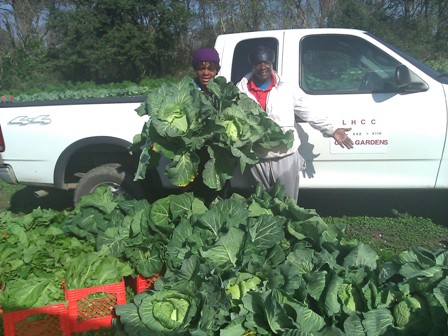 Orphe Creole Farms planted and harvested a 3-acre community garden of cabbages, collardgreens, mustard greens and okra to help provide fresh produce to local nonprofit’s food pantries.
